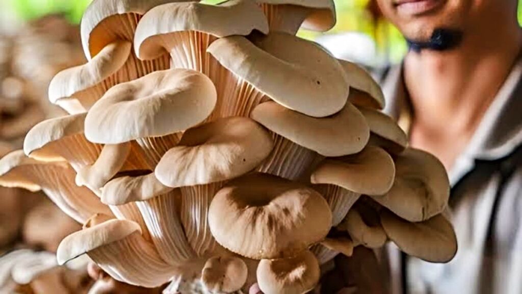 How To Start Small-Scale Mushroom Farming at Home